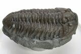 Long Prone Flexicalymene Trilobite - Mt Orab, Ohio #224957-2
